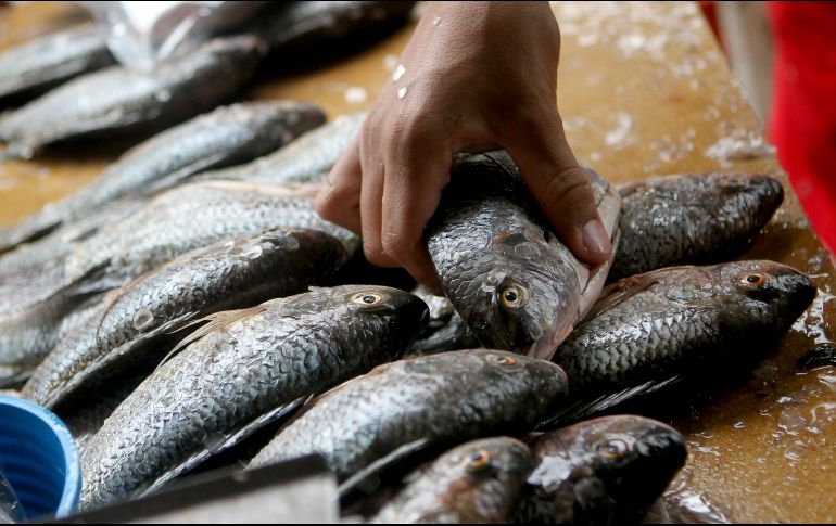 ''Se está engañando a los consumidores de pescado porque se les da especies muy baratas y se les vende como especies mucho más caras'', explican. EL INFORMADOR / ARCHIVO