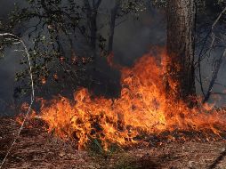 Elementos de Semadet y de Tlajomulco apoyan en las labores de combate al incendio. EFE/ARCHIVO