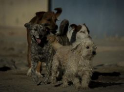 La legislación no sólo castiga las peleas de perros, sino las peleas entre éstos y cualquier otro animal. EL INFORMADOR/ARCHIVO