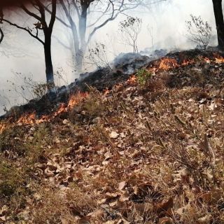 Controlan incendio en el Cerro de El Colli dentro de la Primavera