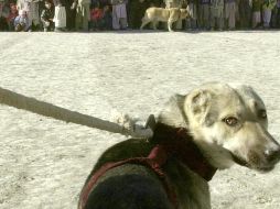 Las penas también serán aplicables a quienes distribuyan por cualquier medio electrónico espectáculos que impliquen peleas de perros. AP/Archivo