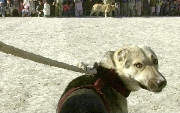 Las penas también serán aplicables a quienes distribuyan por cualquier medio electrónico espectáculos que impliquen peleas de perros. AP/Archivo