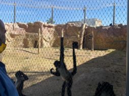 Tres sujetos brincaron a las instalaciones, entraron a la jaula del mono araña y los golpearon a través de la malla. Especial