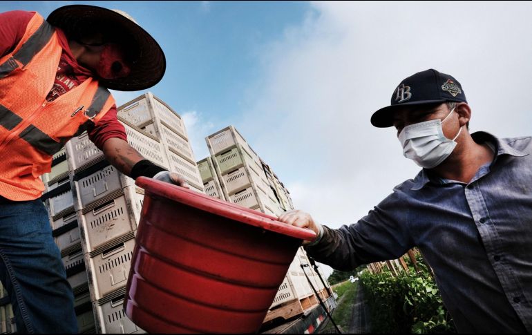 Las actividades agropecuarias incidieron de gran manera en el avance, pues se esperaba que ante el mal clima de inicio de año prosiguiera la debilidad, pero en su lugar crecieron. AFP / ARCHIVO