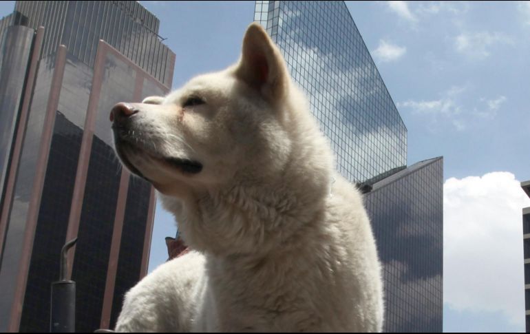Haley Moore estaba paseando con su mascota, Clover, por el vecindario de Stittsville en Ottawa cuando se derrumbó en la calle, informó CTV News. AP / ARCHIVO