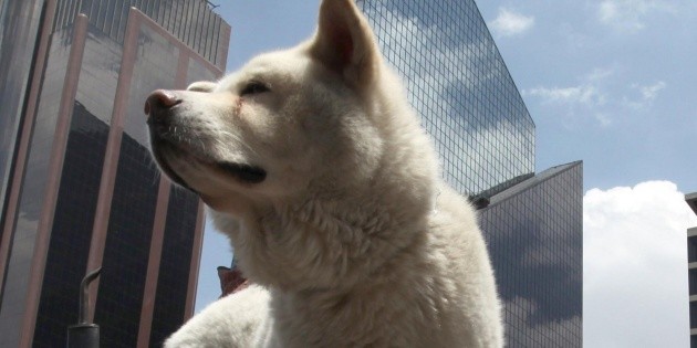 Viral: Perro detiene tr&aacute;fico para pedir ayuda por desmayo de su due&ntilde;a