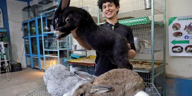 &iexcl;Enormes orejones! joven poblano cr&iacute;a a los conejos m&aacute;s grandes del mundo