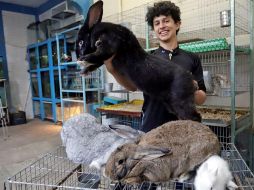 Además de los conejos gigantes de Flandes, Kiro Yakin también trabaja con conejos tipo rex, minilop y cabeza de león. EFE/H. Ríos