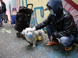 Los animales analizados para la vacuna fueron gatos, perros, zorros rojos y polares y visones. La vacuna es sólo para animales carnívoros. AFP / ARCHIVO