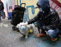 Los animales analizados para la vacuna fueron gatos, perros, zorros rojos y polares y visones. La vacuna es sólo para animales carnívoros. AFP / ARCHIVO