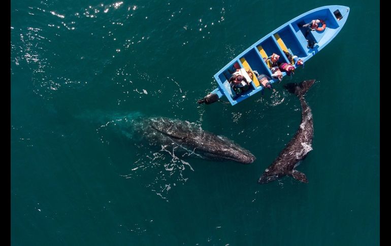 La ballena gris, que estuvo en peligro de extinción a principios del siglo XX, se aparea en invierno en las lagunas Ojo de Liebre, San Ignacio y la bahía Magdalena de Baja California Sur. AFP/G. Arias