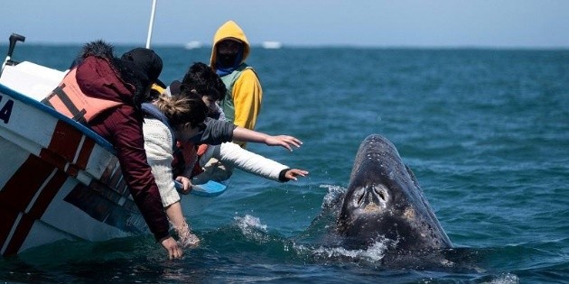 Ballenas colosales impulsan el turismo en M&eacute;xico