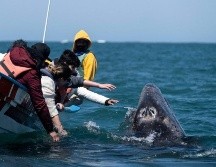 La ballena gris, que estuvo en peligro de extinción a principios del siglo XX, se aparea en invierno en las lagunas Ojo de Liebre, San Ignacio y la bahía Magdalena de Baja California Sur. AFP/G. Arias