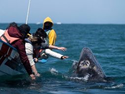La ballena gris, que estuvo en peligro de extinción a principios del siglo XX, se aparea en invierno en las lagunas Ojo de Liebre, San Ignacio y la bahía Magdalena de Baja California Sur. AFP/G. Arias