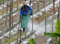 Un campesino trabaja en una plantación privada de tomate en el municipio de Cantarranas, al noreste de Tegucigalpa. EFE/ARCHIVO