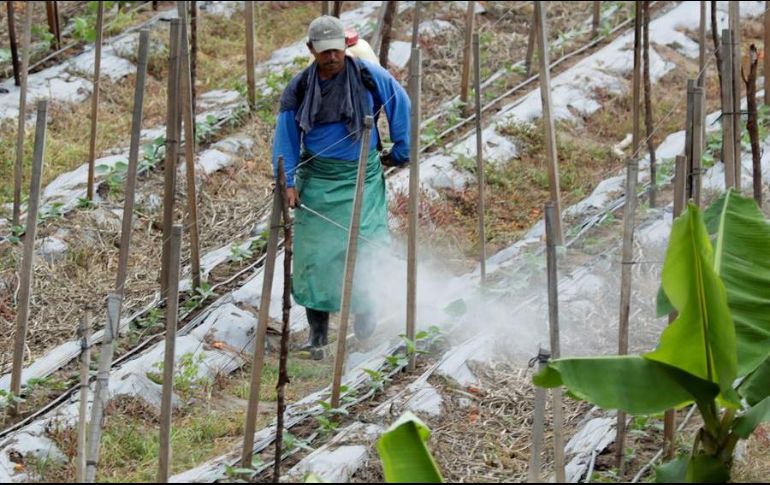 Un campesino trabaja en una plantación privada de tomate en el municipio de Cantarranas, al noreste de Tegucigalpa. EFE/ARCHIVO