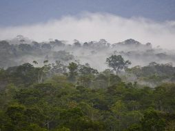 Brasil, que concentra más de 60% de la selva amazónica que se extiende por nueve naciones, registró en 2020 las tasas más altas de deforestación en 12 años. EFE/ARCHIVO