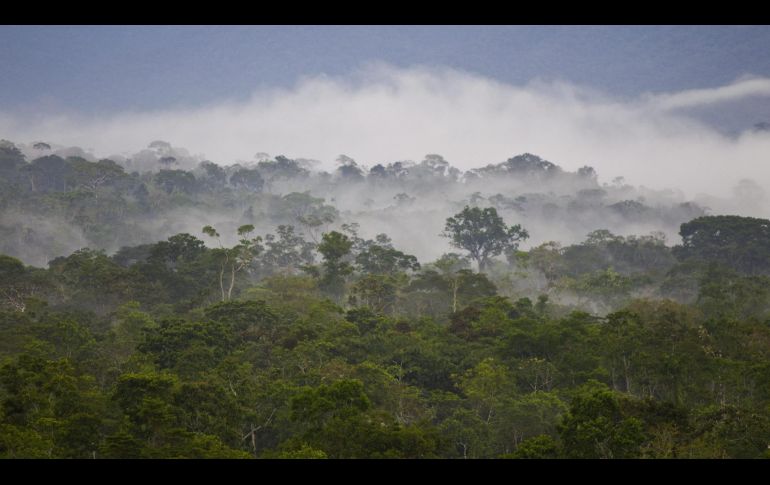 Brasil, que concentra más de 60% de la selva amazónica que se extiende por nueve naciones, registró en 2020 las tasas más altas de deforestación en 12 años. EFE/ARCHIVO