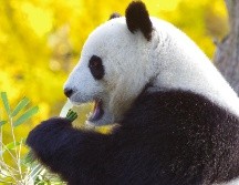 Jiuzhaigou es el hogar de especies como el panda gigante, el panda rojo, el takin de Sichuan y monos del género Rhinopithecus. ESPECIAL / Pixabay