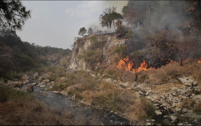 Cinco de los 13 incendios se combatieron dentro de áreas naturales protegidas de La Primavera y la Sierra de Manantlán. TWITTER / @SemadetJal