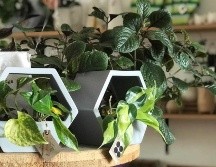 La planta teléfono es una de las más comunes para tener dentro de casa. ORIGAMI CERÁMICAS /CORTESÍA