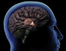 La glándula pineal es del tamaño de un guisante y se encuentra detrás del hipotálamo. GETTY IMAGES