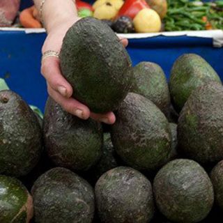 Aguacate al alza, se vende en casi 80 pesos por kilo: Profeco