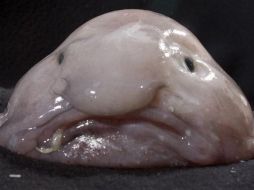 El pez borrón se convirtió por su aspecto en una referencia de internet, pero es un animal del que se desconocen muchas cosas. PHOTOSHOT