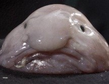 El pez borrón se convirtió por su aspecto en una referencia de internet, pero es un animal del que se desconocen muchas cosas. PHOTOSHOT