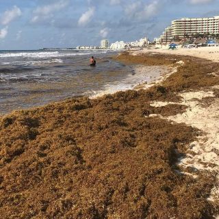 Sargazo comienza a llegar a playas mexicanas; volumen sería mayor al de 2018