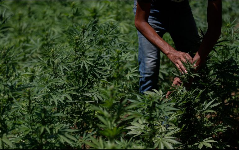 La legalización en México tendrá un simbolismo especial porque es uno de los principales productores del mundo y cuna de algunos de los cárteles del narcotráfico más poderosos. AP / E. Verdugo