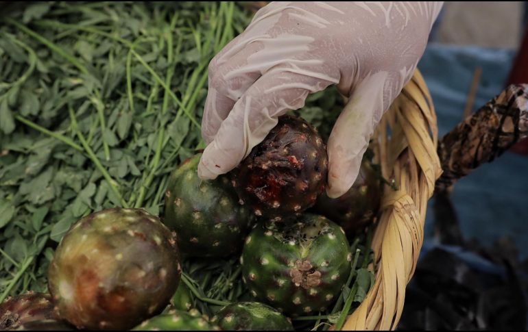 La protección legal de la identidad genética ya se hizo en Oaxaca, entidad líder en volumen de producción de pitayas. ESPECIAL / Gobierno de Jalisco