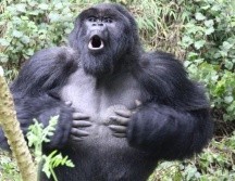 Los golpes de pecho son el gesto más famoso de los gorilas. Científicos lograron entender su significado. DIAN FOSSEY GORILLA FUND/PA WIRE