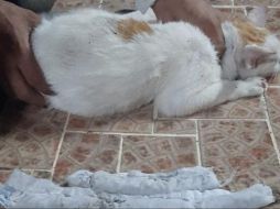 El gato fue interceptado cuando se dirigía a la cerca perimetral del centro penitenciario. ESPECIAL