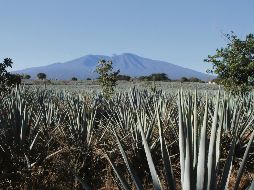 Paisaje agavero. Una maravilla para los viajeros, símbolo de Tequila. EL INFORMADOR • F. GONZÁLEZ