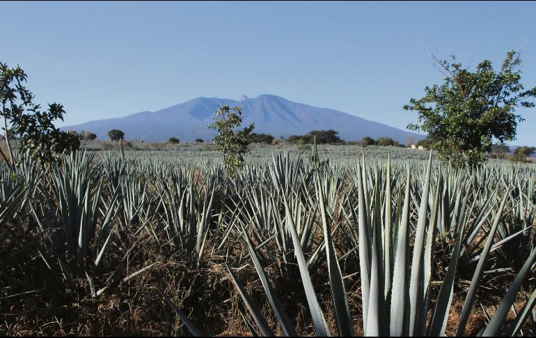 Paisaje agavero. Una maravilla para los viajeros, símbolo de Tequila. EL INFORMADOR • F. GONZÁLEZ