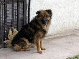 De momento no existe un listado de quiénes serían los vacunados con el inmunizante para perros. EL INFORMADOR/ARCHIVO