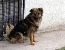 De momento no existe un listado de quiénes serían los vacunados con el inmunizante para perros. EL INFORMADOR/ARCHIVO