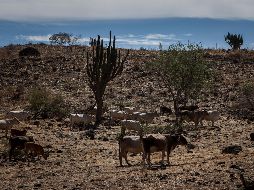 La declaratoria de emergencia ocurrirá esta emana. EL INFORMADOR/Archivo