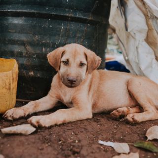 ¡Con su perrito! Así llegó este adulto mayor a recibir su vacuna en Perú