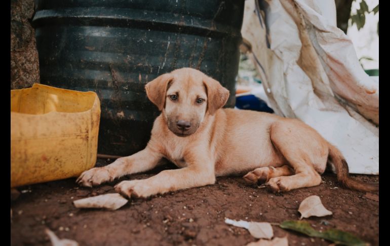 Don Juan Saavedra acudió por su vacuna contra el coronavirus muy bien acompañado. ESPECIAL / PEXELS