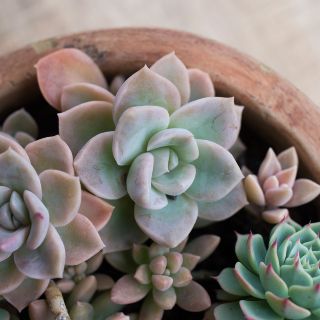 ¿Cuál es el cuidado correcto de las suculentas?