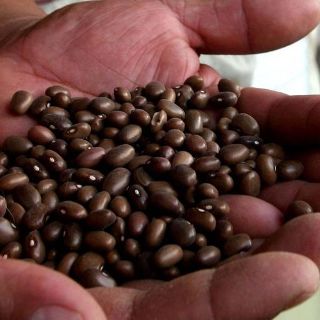 Para enfrentar sequía, la SE anuncia cupo de importación de frijol negro