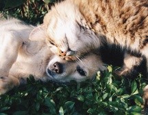 Viaja con tu mascota a Puerto Vallarta. ESPECIAL/Photo by Krista Mangulsone on Unsplash.