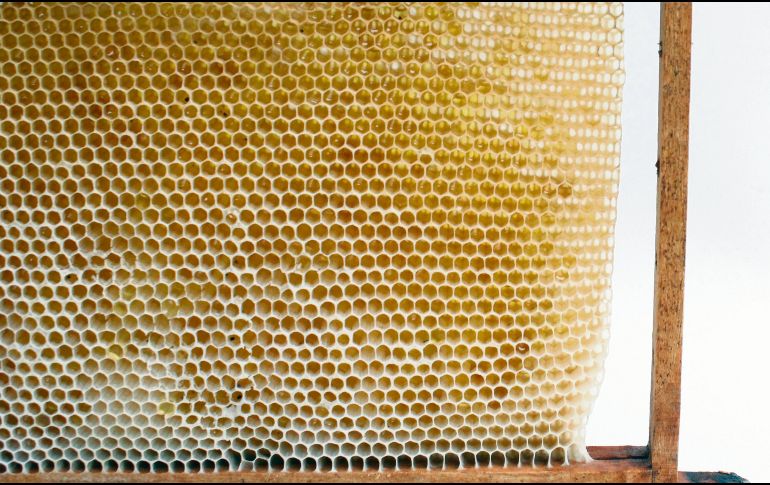 SIN MALTRATO. El proyecto de Abeja Reyna no lastima a las abejas, con todo el proceso y cuidado (que lleva más tiempo que la industrialización), respetando el ciclo de la producción natural. Además, se han realizado estudios para conocer a fondo los derivados de la miel en sus distintas ramas.
