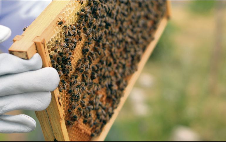 SANTUARIOS. Uno de los proyectos de Hilda Cortés es proteger a las abejas gracias al desarrollo de espacios adecuados y evitar malas manipulaciones de ellas principalmente en las ciudades.