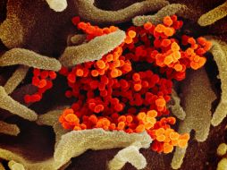 Aseguran que ómicron es mucho más transmisible que otras variantes de COVID porque su particularidad es que se queda en las vías respiratorias superiores.AP/NIAID-RML/ARCHIVO