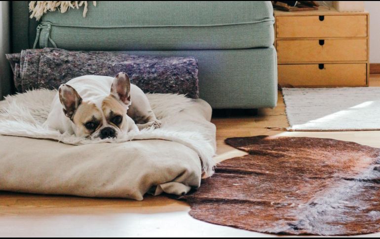 Cuida a tu mascota para prevenir un golpe de calor. ESPECIAL / Photo by Brina Blum on Unsplash