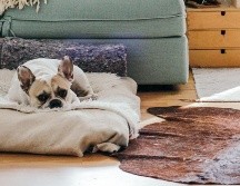 Cuida a tu mascota para prevenir un golpe de calor. ESPECIAL / Photo by Brina Blum on Unsplash