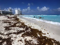 Sargazo en una playa de Cancún ayer. En los próximos meses probablemente se generará más sargazo, tanto en el este como en el oeste del mar Caribe, incluso, en el Golfo de México. EFE/ A. Cupul